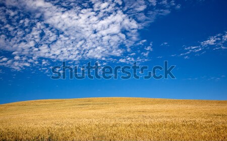 Ripe Wheat Field Palouse Washington State Stock photo © billperry