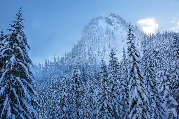 Snow Covered Evergreens Forest Snow Mountain Peak Snoqualme Pass Stock photo © billperry