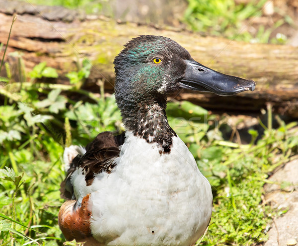 Male Northern Shoveler Duck in Grass Anas Clypeata Stock photo © billperry