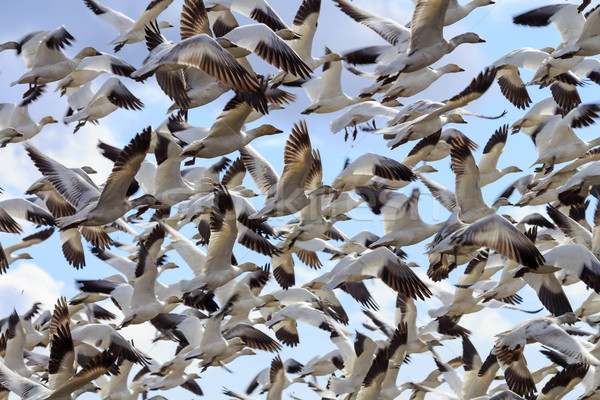 Lift el hó libák elvesz repülés Stock fotó © billperry