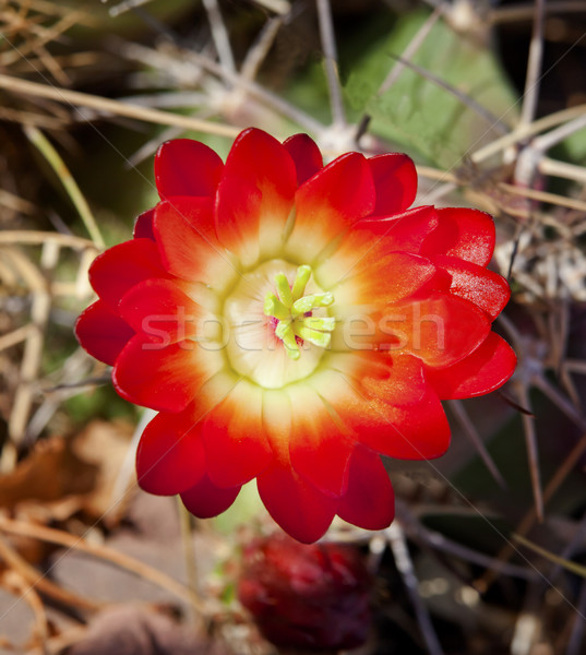 Rosso cactus fiore deserto giardino botanico parco Foto d'archivio © billperry