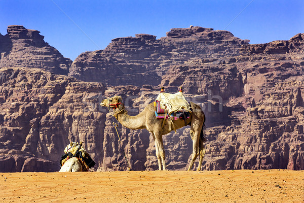 Stock photo: Yellow Sand Dune Camel Valley of Moon Wadi Rum Jordan