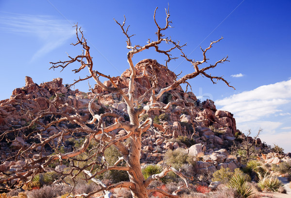 Dead Twisted Tree Hidden Valley Mojave Desert Joshua Tree Nation Stock photo © billperry
