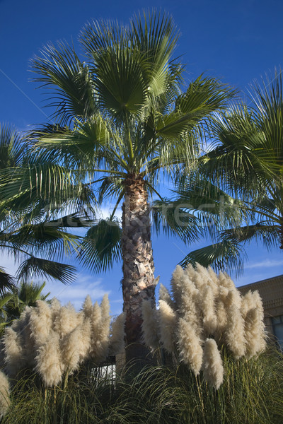 Palm Trees Pampas Grass Daroush Vineyard Napa California Stock photo © billperry