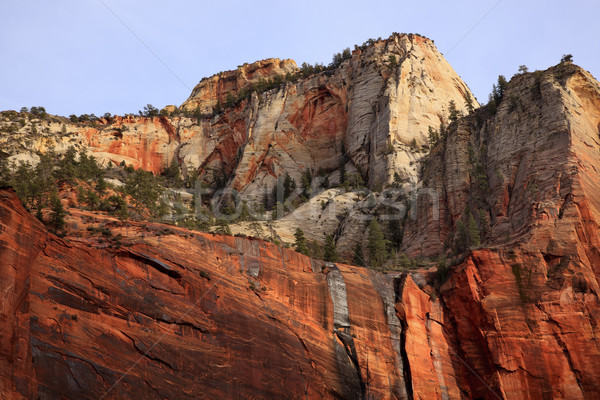 Grünen Bäume rot weiß Canyon Wände Stock foto © billperry