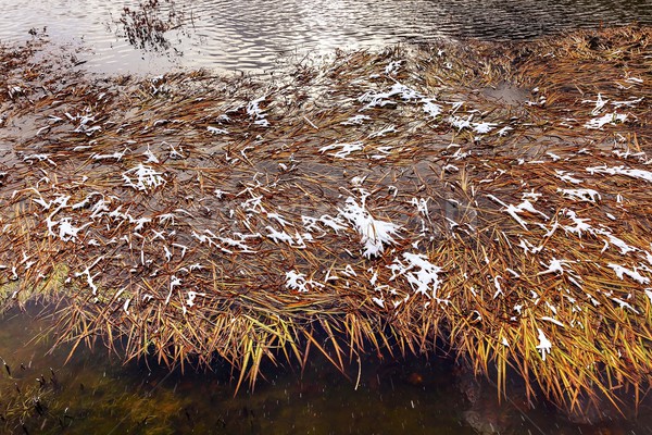 Winter Blätter Schnee Eis abstrakten Fluss Stock foto © billperry