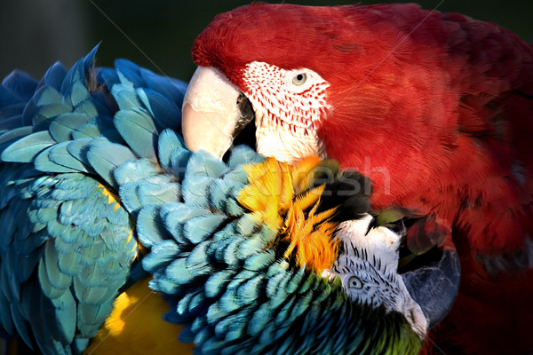 Red and Blue Macaws Love Bite Stock photo © billperry
