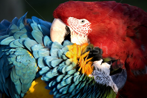 Foto stock: Vermelho · azul · amor · morder · verde · ouro