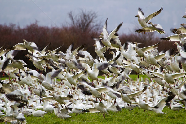 Lift Off Hunderds of Snow Geese Taking Off  Stock photo © billperry