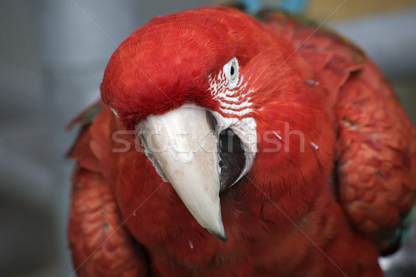 Green Wing Macaw Close Up and Looking at You Stock photo © billperry