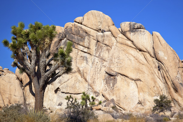 Rock Climb Yucca  Brevifolia Mojave Desert Joshua Tree National  Stock photo © billperry