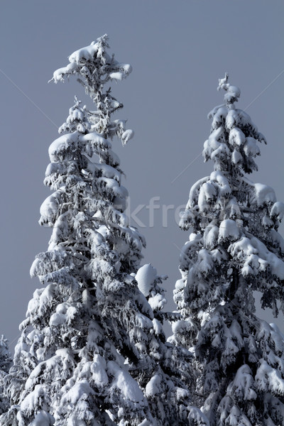 Nieve cubierto hojas perennes árboles resumen Foto stock © billperry