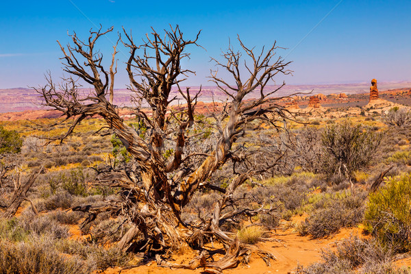 Juniper Tree Sandstone Hoodoos Windows Section Arches National P Stock photo © billperry