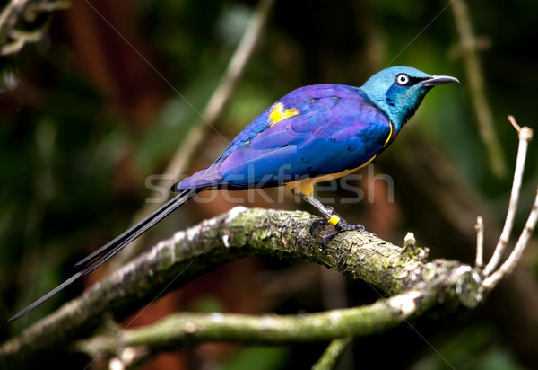 Blue Purple Golden Yellow Breasted Royal Starling Bird Stock photo © billperry