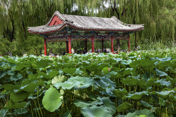 Rot Lotus Garten Tempel Sonne Stadt Stock foto © billperry