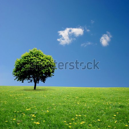 Baum stehen allein blauer Himmel Gras Stock foto © Binkski