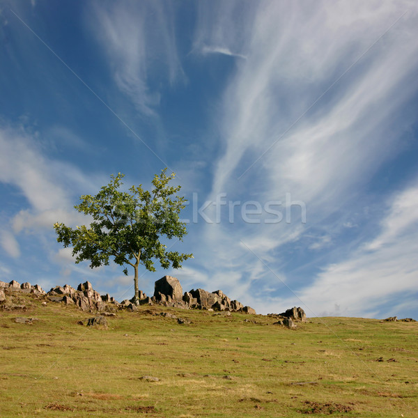 Fa áll egyedül domboldal kék ég kő Stock fotó © Binkski
