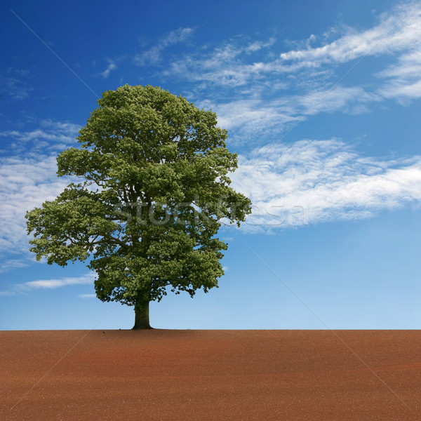 Stock photo: Lone Tree