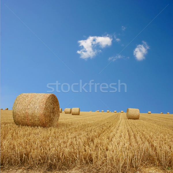 Słomy Błękitne niebo kukurydza łące kółko Zdjęcia stock © Binkski