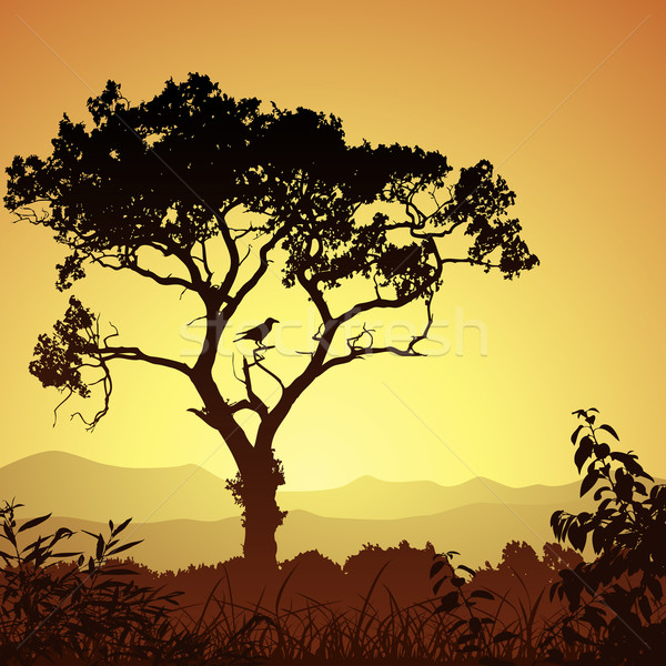 Stock foto: Baum · Silhouette · Land · Wiese · Landschaft · Vogel