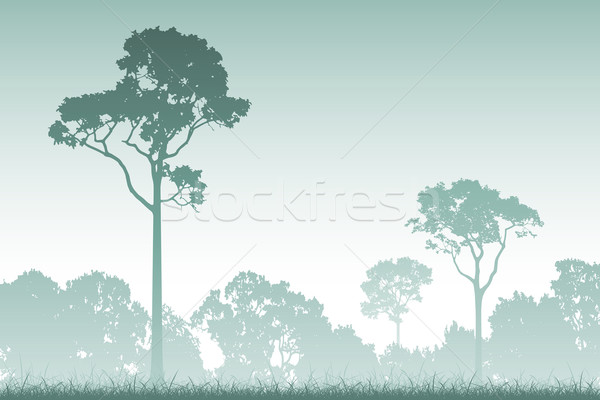Stock photo:  Forest Landscape