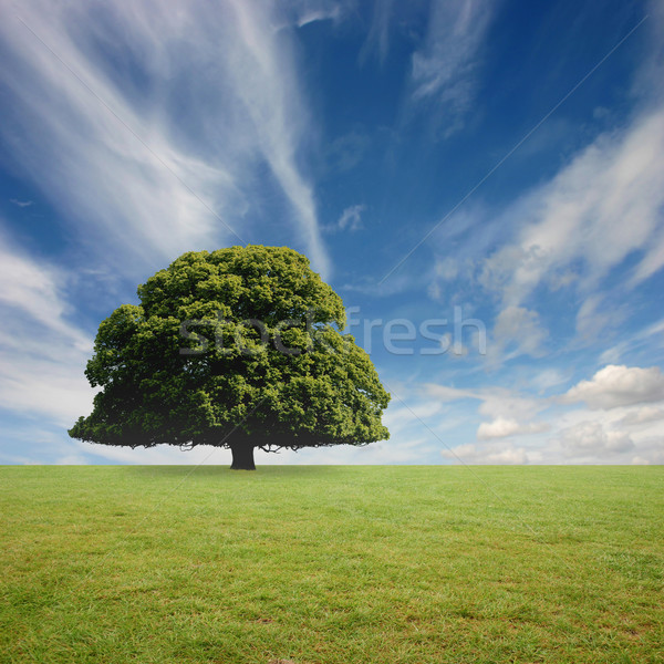 Egyedüli fa kék ég fű égbolt mező Stock fotó © Binkski
