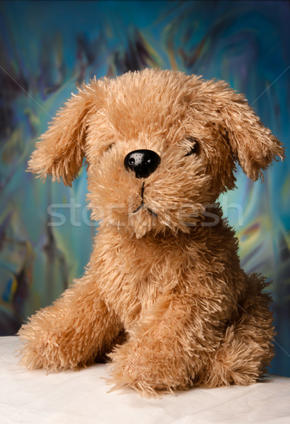 Toy-dog portrait Stock photo © blanaru