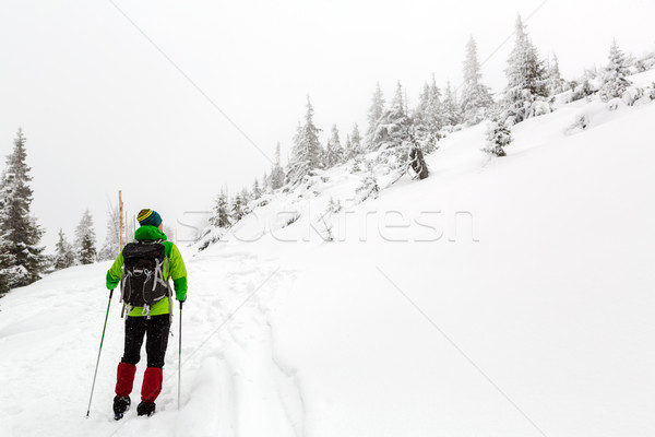 Winter hike in white woods when snowing Stock photo © blasbike