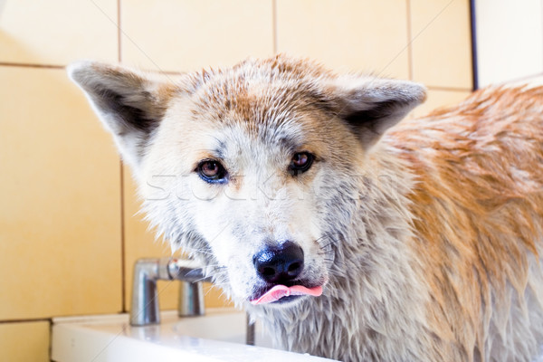 清洗 狗 身體 日本 關心 商業照片 © blasbike