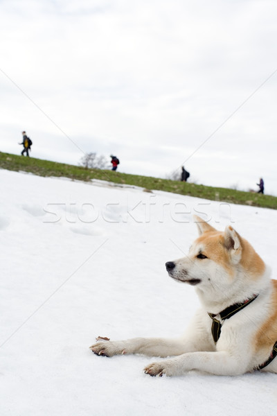 akita hiking