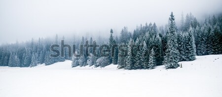 Winter white forest with snow, Christmas background Stock photo © blasbike