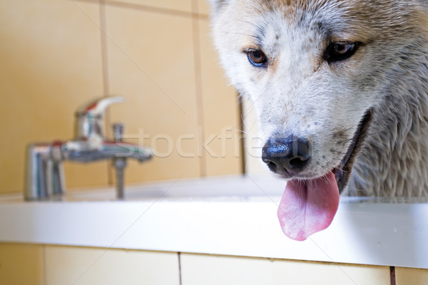 Сток-фото: стиральные · собака · тело · ванную · очистки