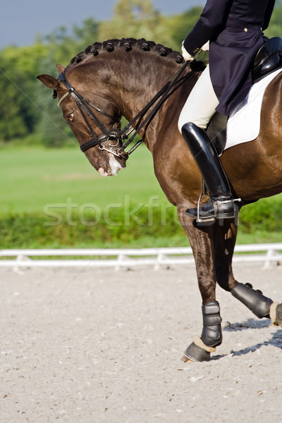 Horse dressage Stock photo © blasbike