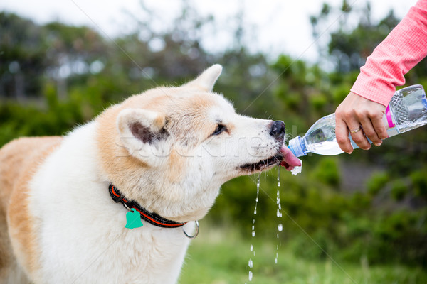 Foto stock: Caminhadas · cão · água · potável · montanhas · bebidas · garrafa · de · água