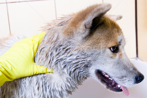 Stock fotó: Takarítás · kutya · fajtiszta · víz · kéz · japán
