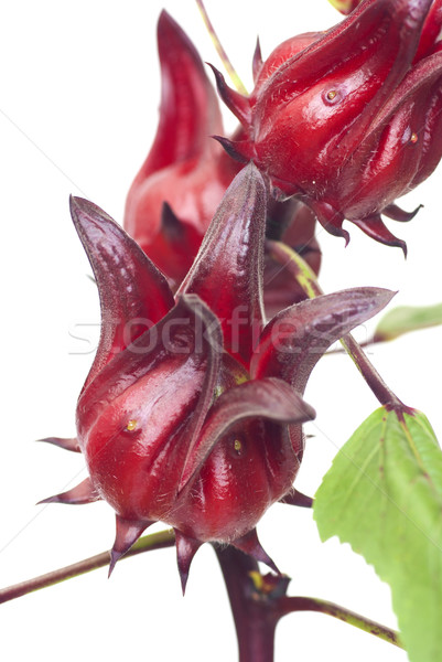 Fruits hibiscus isolé blanche couronne tropicales [[stock_photo]] © blinztree