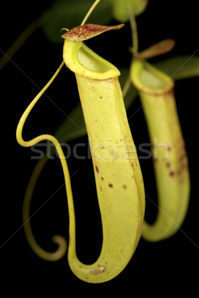 Nepenthes mirabilis Stock photo © blinztree