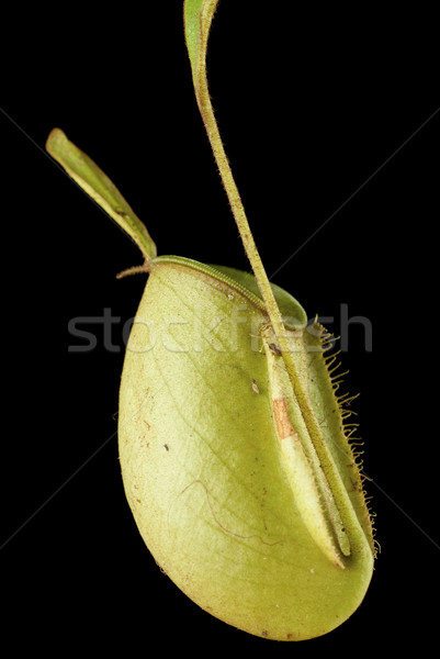 Monkey Cups - Nepenthes sp. Stock photo © blinztree