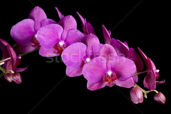 Violet izolat negru fundal plantă tropical Imagine de stoc © blinztree