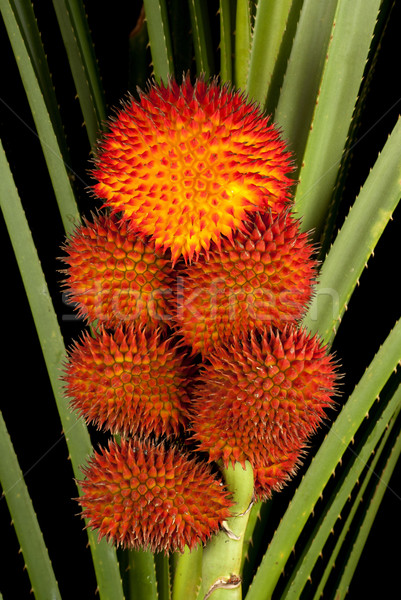 Stock photo: A Cluster of Fruiting Wild Pandanus