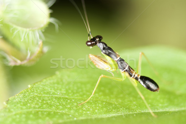 Baby Praying Mantis on a Lemon Basil Leaf Stock photo © blinztree
