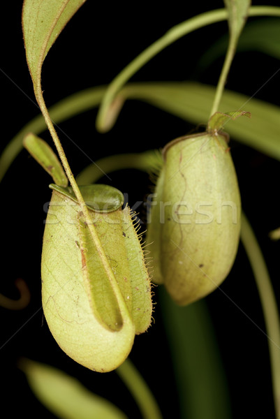 Monkey Cups - Nepenthes sp. Stock photo © blinztree
