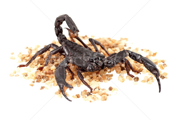 Asian Forest Scorpion also known as Heterometrus longimanus Stock photo © blinztree