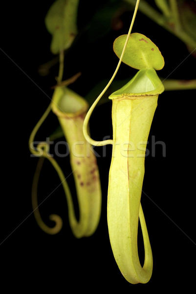 Monkey Cups - Nepenthes mirabilis Stock photo © blinztree
