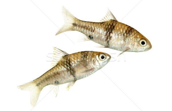 A Pair of Juvenile Barbodes lateristriga also known as Spanner B Stock photo © blinztree