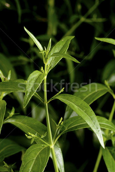 Stockfoto: Koning · bitter · kruid · geïsoleerd · zwarte · bloemen