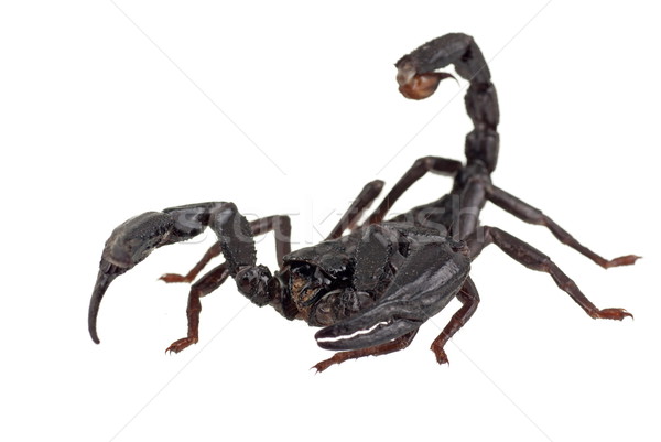 Stock photo: Asian Forest Scorpion also known as Heterometrus longimanus