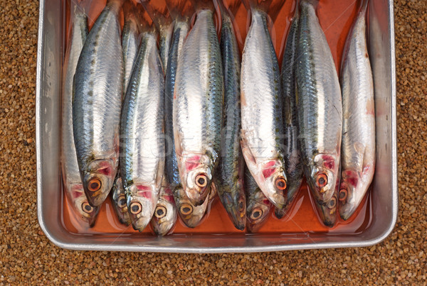 Fresh Sardines or Sardinella gibbosa Stock photo © blinztree