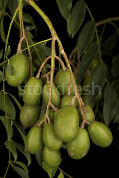 Tahitian Apples - Spondias cytherea Stock photo © blinztree