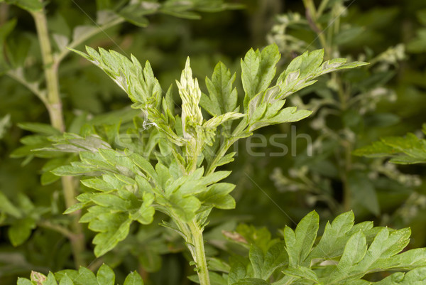 Stock photo: Mugwort - Artemisia vulgaris